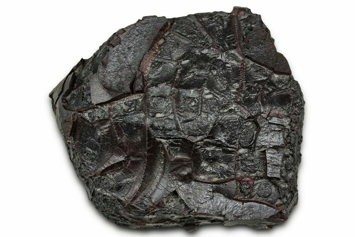 Dragon Scale Stone (Iron, Manganese, Siderite Nodule) #330269